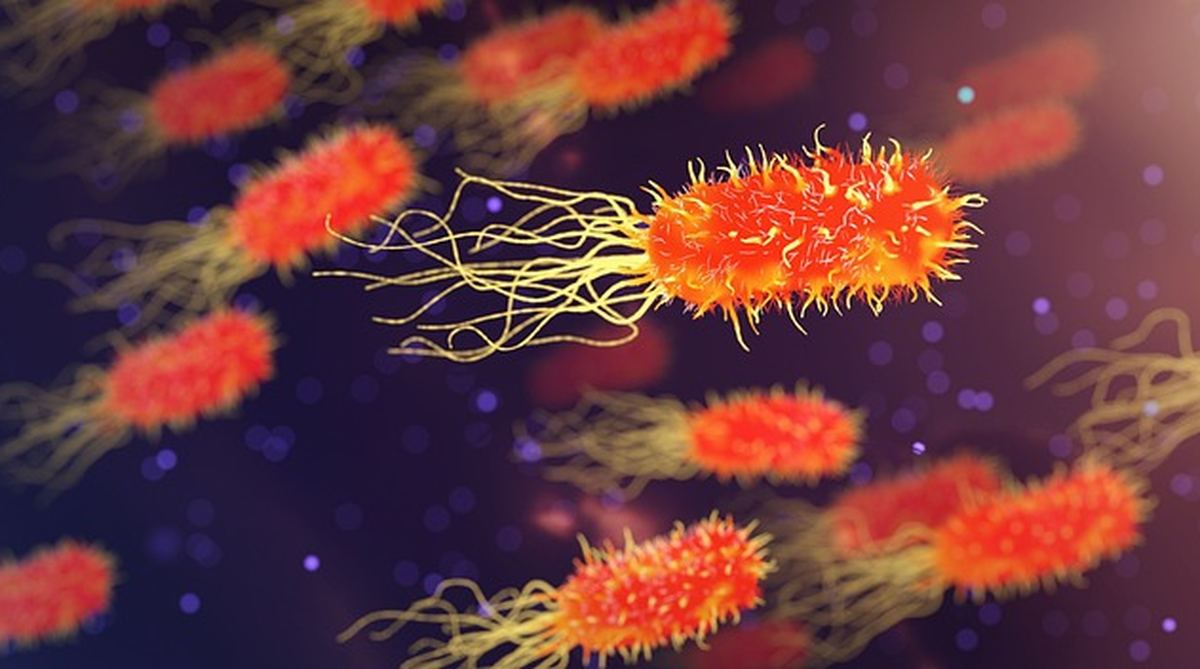 Ilustração ampliada de bactérias, causadoras da infecção urinária